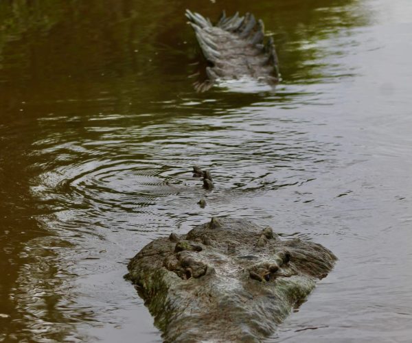Water bird diving for food in the Tarcoles River
