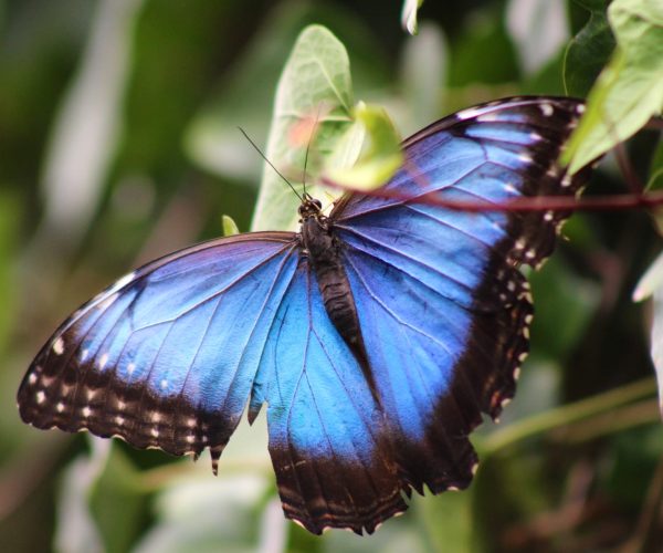 Blue morpho butterfly at La Paz Waterfall Gardens near Poás Volcano, Costa Rica