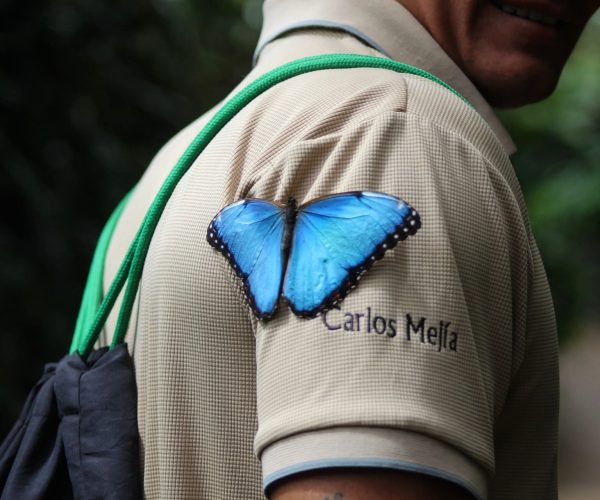 Blue butterfly resting on guide during La Paz Waterfall Gardens tour near Poás Volcano