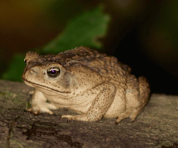 Cane toad on a log during a night tour in Costa Rica