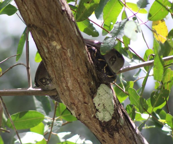 White-faced capuchin monkey climbing through the mangrove trees in Costa Rica