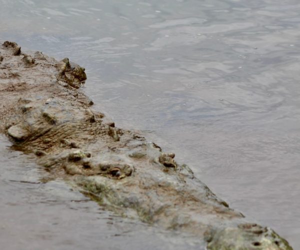 tarcoles-river.jpg Close encounter with an American crocodile on the Tarcoles River
