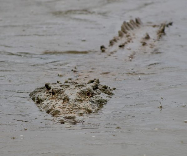 Crocodile emerging from the water in the Tarcoles River