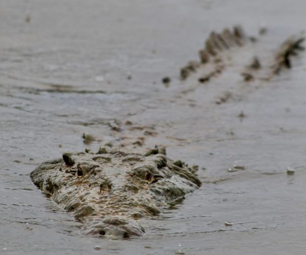 American crocodile swimming in the Tarcoles River