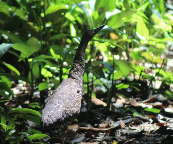 Great curassow walking through the forest in Carara National Park