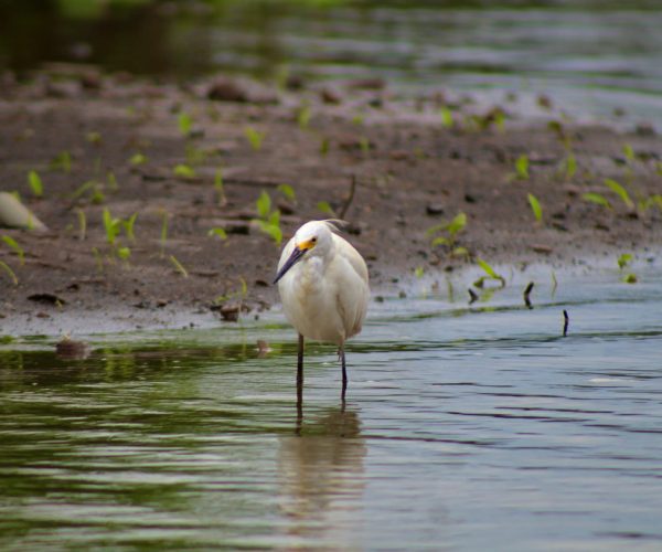 Egret standing in the wetlands of the Tarcoles River