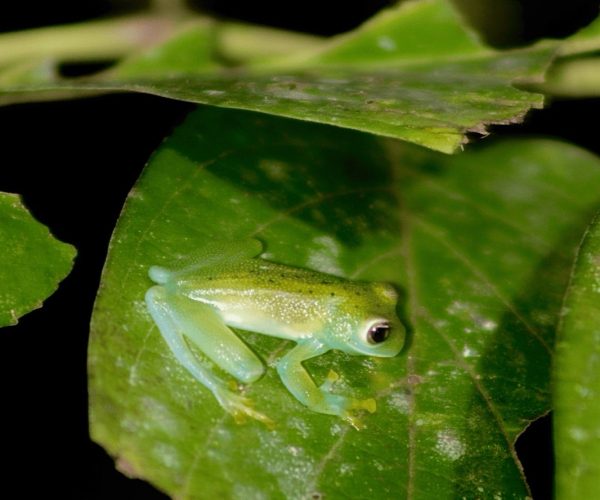 Glass frog on a rainforest leaf after dark near Jaco