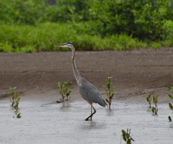 Great blue heron along the Tarcoles River in Costa Rica