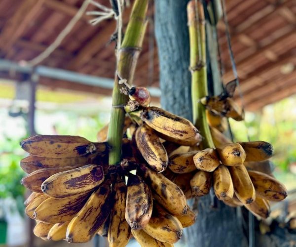 hanging-ripe-bananas-dona-marta-restaurant-jaco