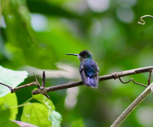 Hummingbird perched on a branch in Manuel Antonio National Park