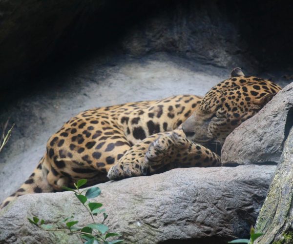 Jaguar resting at La Paz Waterfall Gardens wildlife refuge near Poás Volcano, Costa Rica
