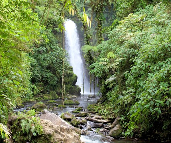 Tall waterfall cascading through rainforest at La Paz Waterfall Gardens near Poás Volcano