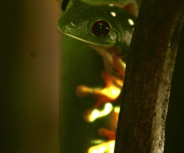 Leaf frog peeking from behind a stem on a guided night walk in Jaco