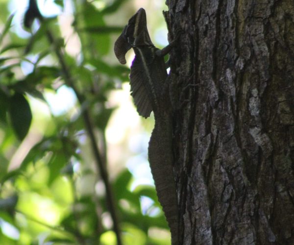 Lizard climbing a tree in Carara National Park rainforest