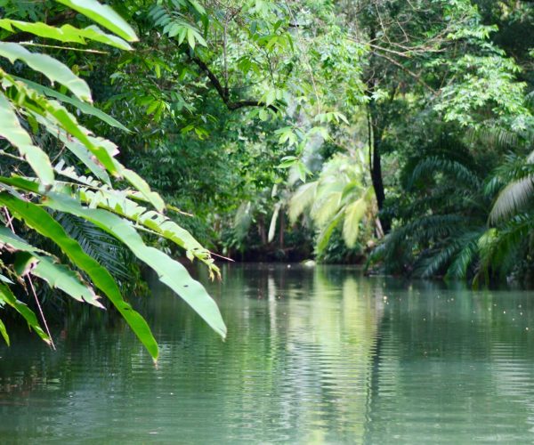 Mangrove river ecosystem near Jaco Costa Rica