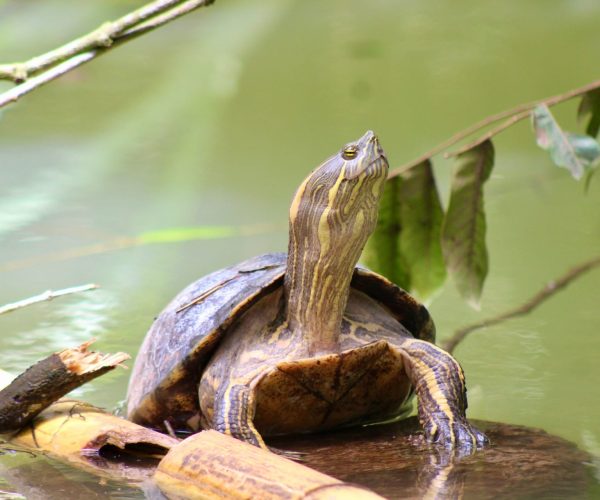 Freshwater turtle resting on a branch during the Monkey Mangrove Tour in Costa Rica