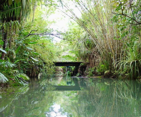 Peaceful mangrove waterway explored on the Monkey Mangrove Tour