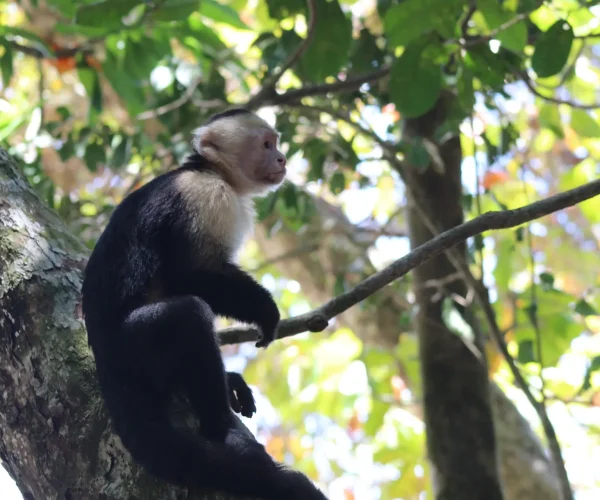 Monkey on a tree branch in Manuel Antonio National Park Costa Rica