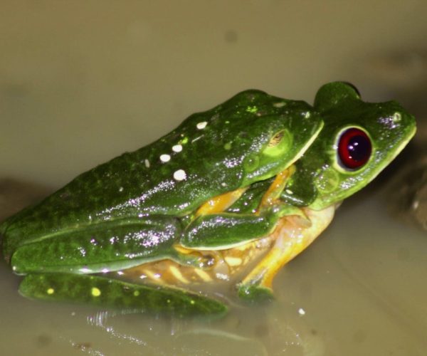 Gliding leaf frog spotted on a night jungle tour in Jaco, Costa Rica