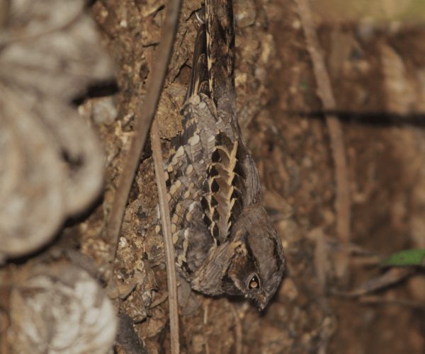 Camouflaged nightjar resting on the ground after dark near Jaco
