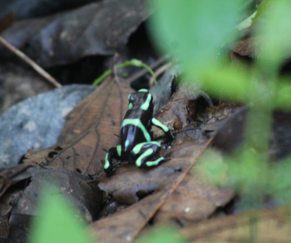 Poison dart frog spotted in Carara National Park Costa Rica
