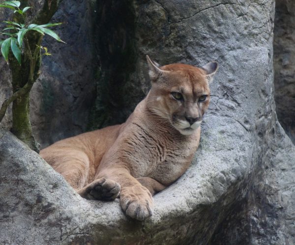 Puma resting at La Paz Waterfall Gardens wildlife sanctuary near Poás Volcano, Costa Rica