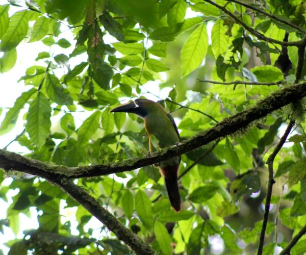 Rainforest bird perched on a branch at La Paz Waterfall Gardens near Poás Volcano, Costa Rica