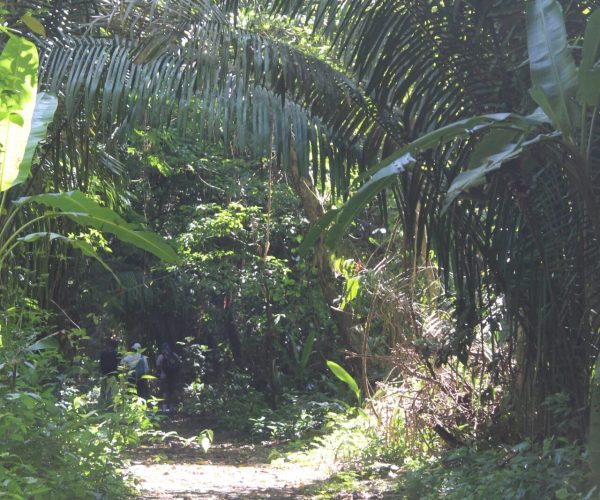 Lush rainforest vegetation in Carara National Park Costa Rica
