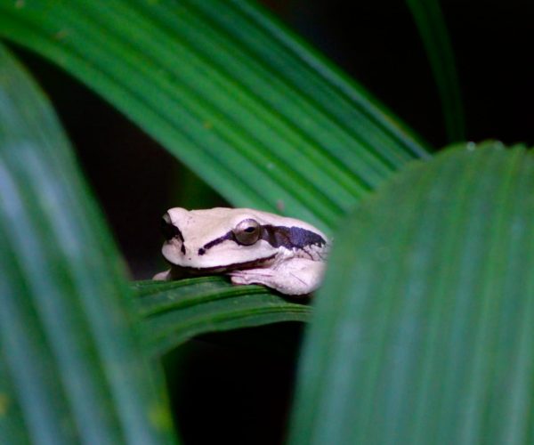 Red-eyed tree frog resting on a tropical leaf in Manuel Antonio National Park