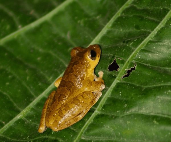 Small tree frog on a large leaf during a night jungle tour