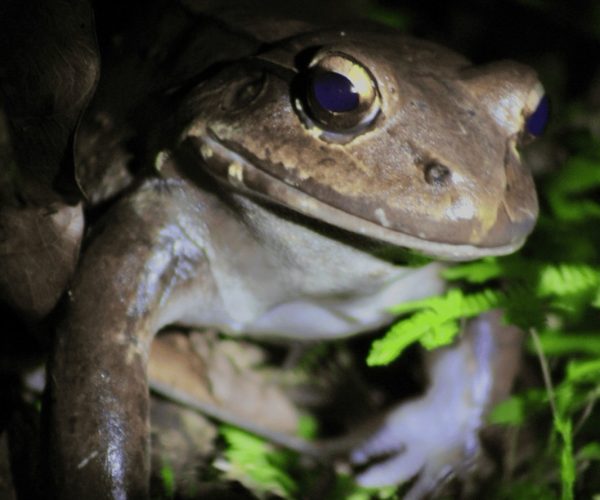 Smoky jungle frog spotted on a nocturnal wildlife tour in Jaco