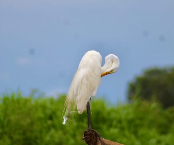 Snowy egret perched along the Tarcoles River in Costa Rica