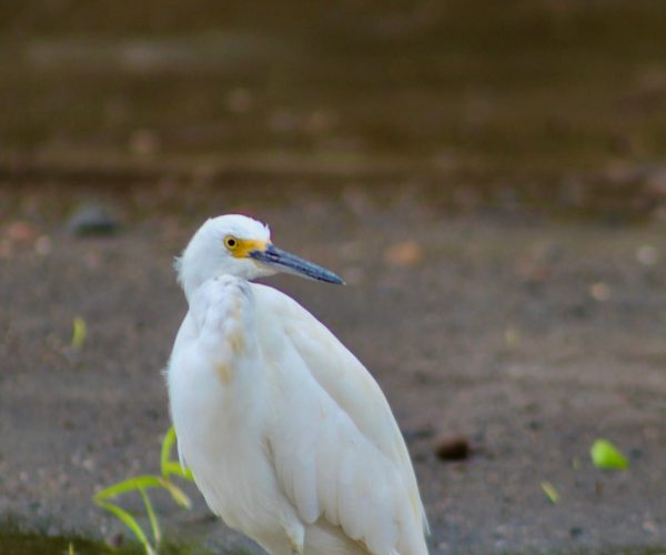Snowy egret searching for food along the Tarcoles River