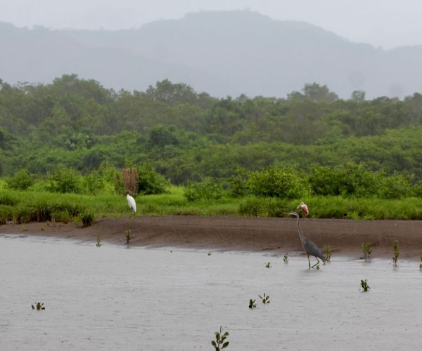 Scenic view of the Tarcoles River surrounded by tropical rainforest