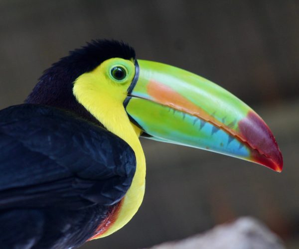 Close-up of toucan at La Paz Waterfall Gardens near Poás Volcano in Costa Rica