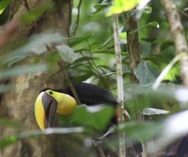 Toucan spotted during a Jaco Waterfalls Tour in Costa Rica