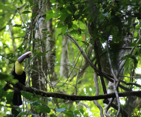 Toucan in the rainforest of Manuel Antonio National Park Costa Rica