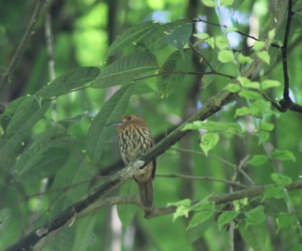 Tropical bird perched in the rainforest of Carara National Park