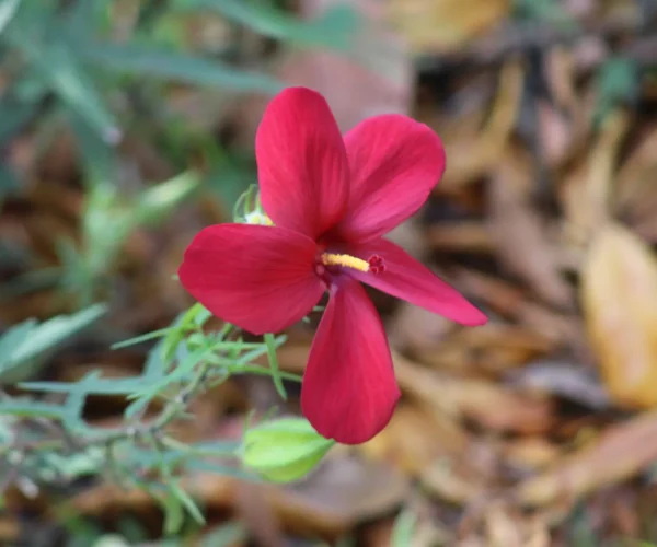 tropical-flower-nauyaca-waterfalls-costa-rica