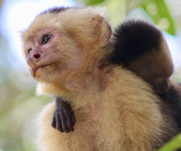 White-faced capuchin monkey seen during the Monkey Mangrove Tour near Jaco