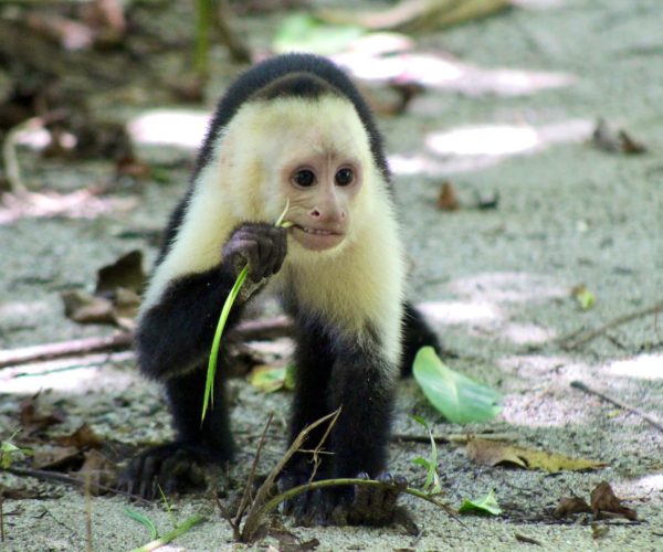 White-faced capuchin monkey eating in Manuel Antonio National Park, Costa Rica