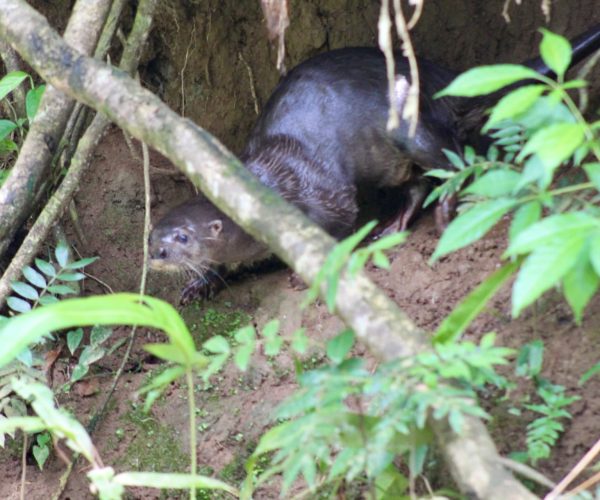 Native wildlife hidden among the mangroves during a Costa Rica nature tour