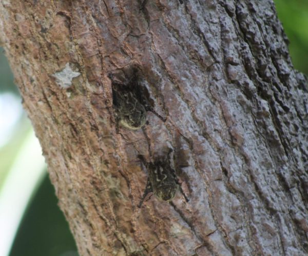 Wildlife nesting area observed during a Monkey Mangrove boat tour